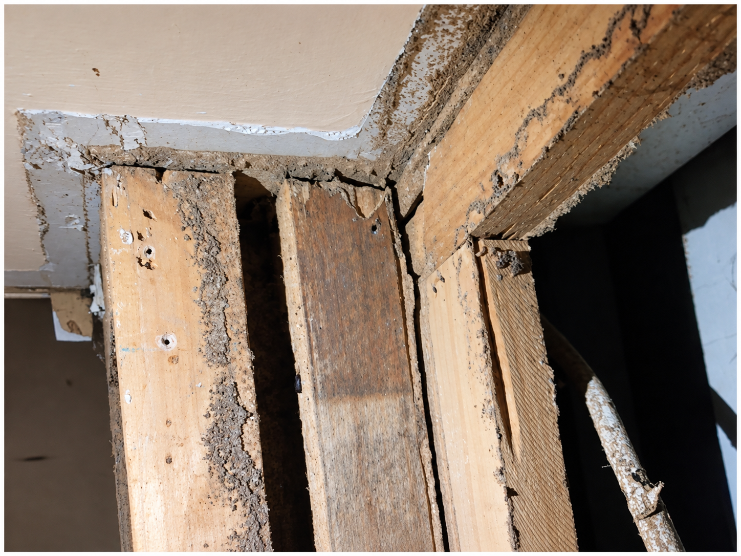 Termite damage found hidden within timber framing during a Building and Pest Inspection in Brisbane