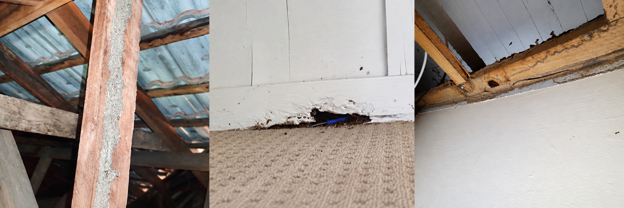 Examples of termite damage and termite activity found during a Building and Pest Inspection on the Gold Coast
