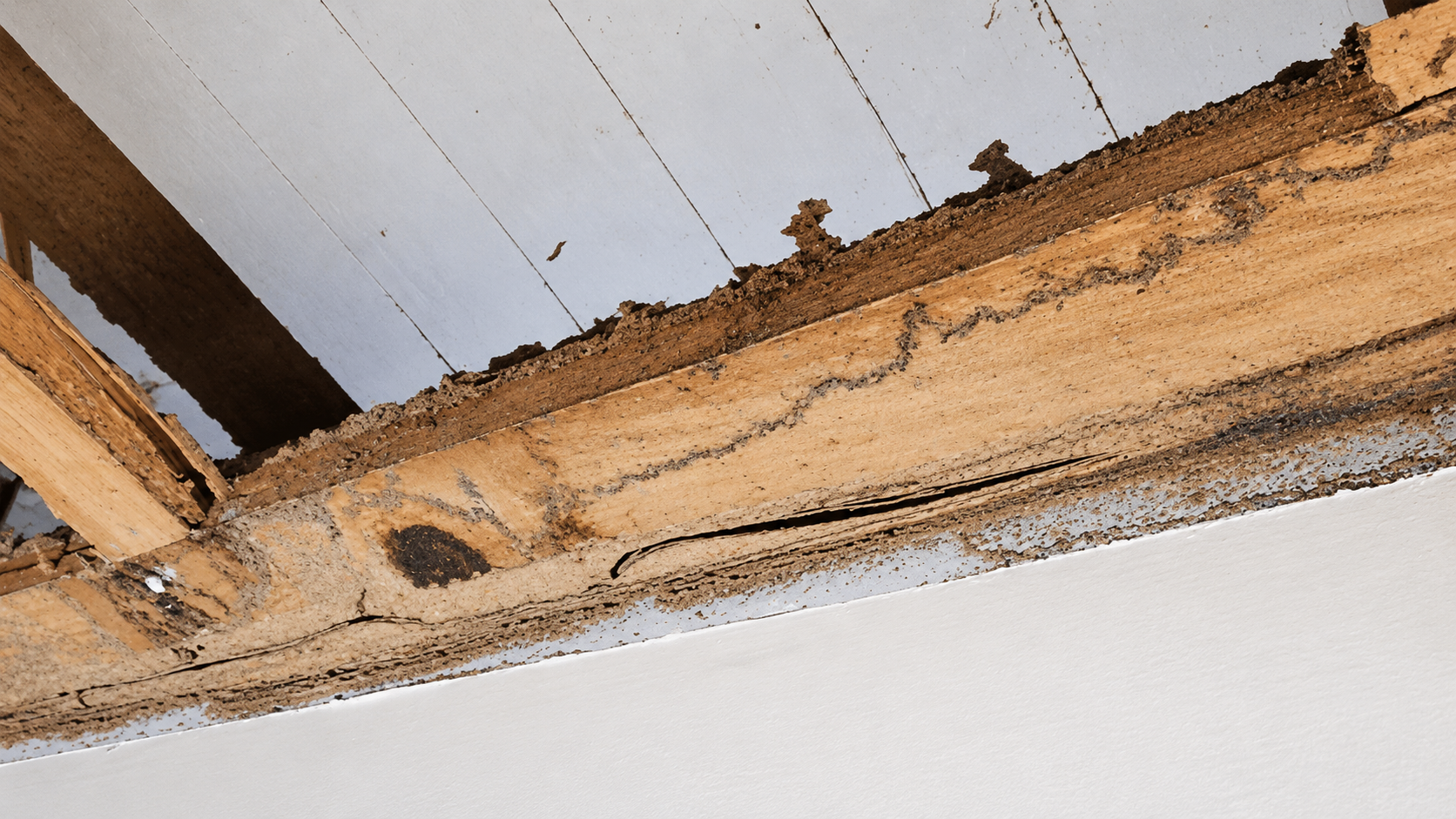 Timber damage identified during a pest inspection
