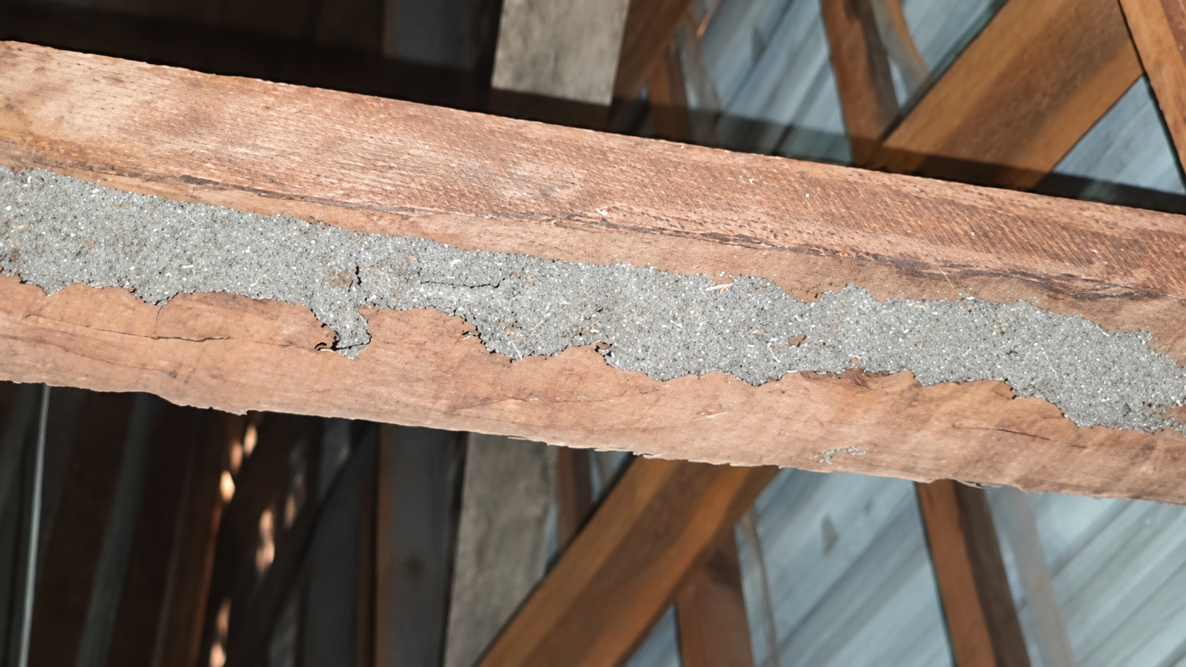 Termite mud lead and damage identified in building timber